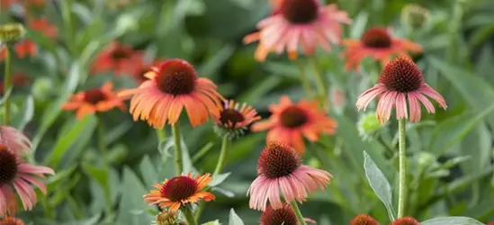 Echinacea purpurea