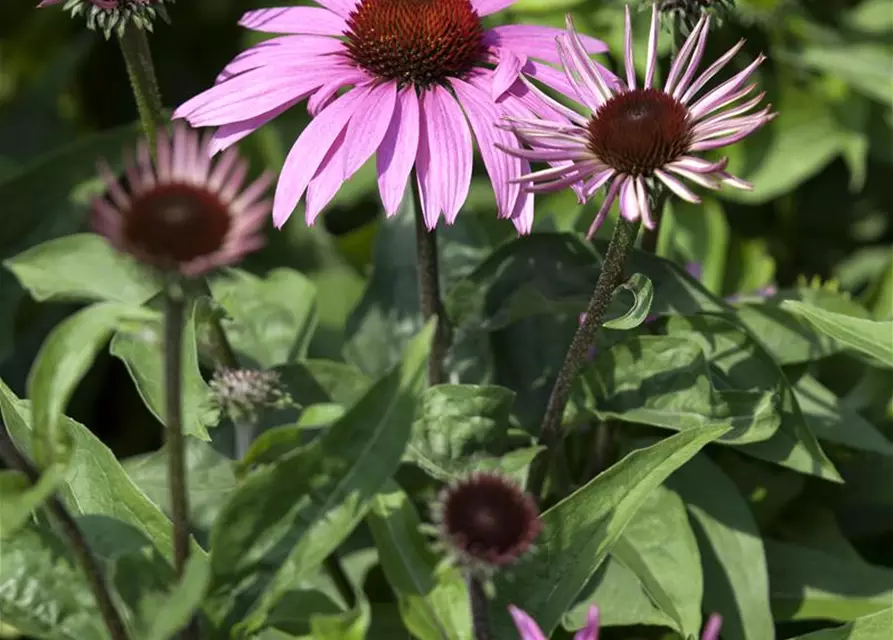 Echinacea purpurea