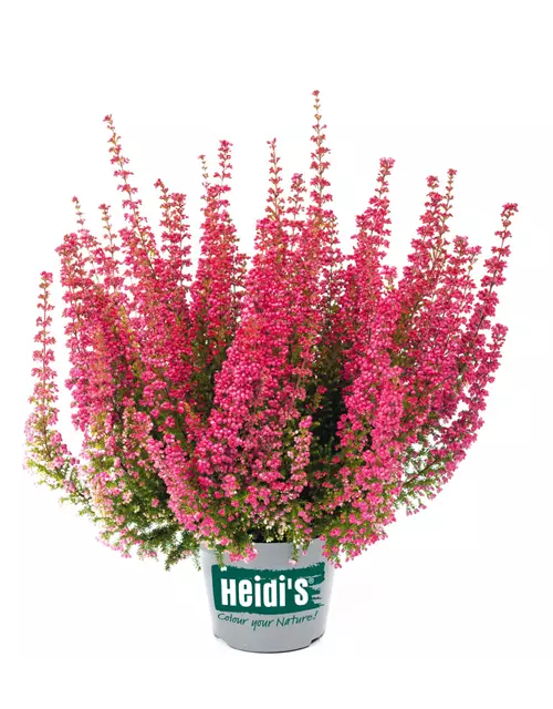 Glockenheide Heidi’s® Florentine