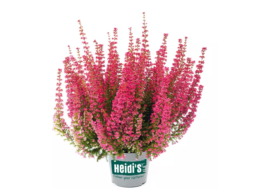 Glockenheide Heidi’s® Florentine