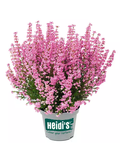 Glockenheide Heidi’s® Gloria