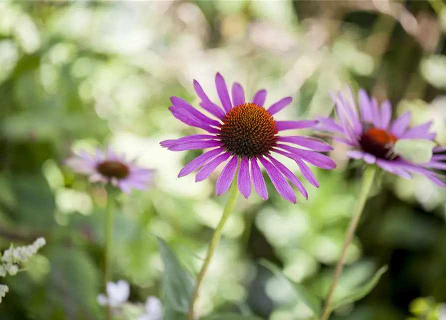 Echinacea purpurea