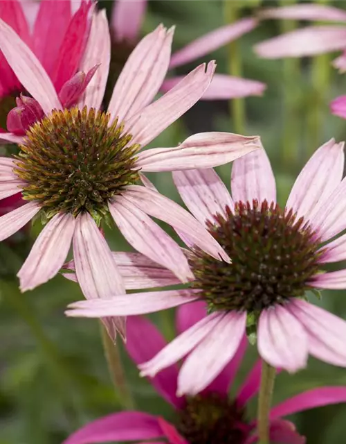 Echinacea purpurea