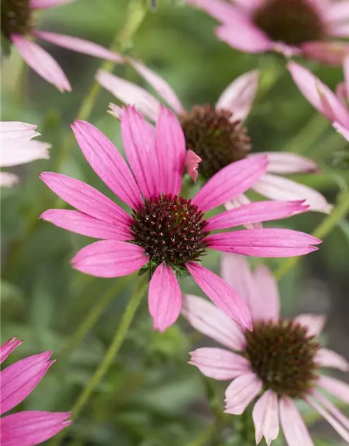 Echinacea purpurea