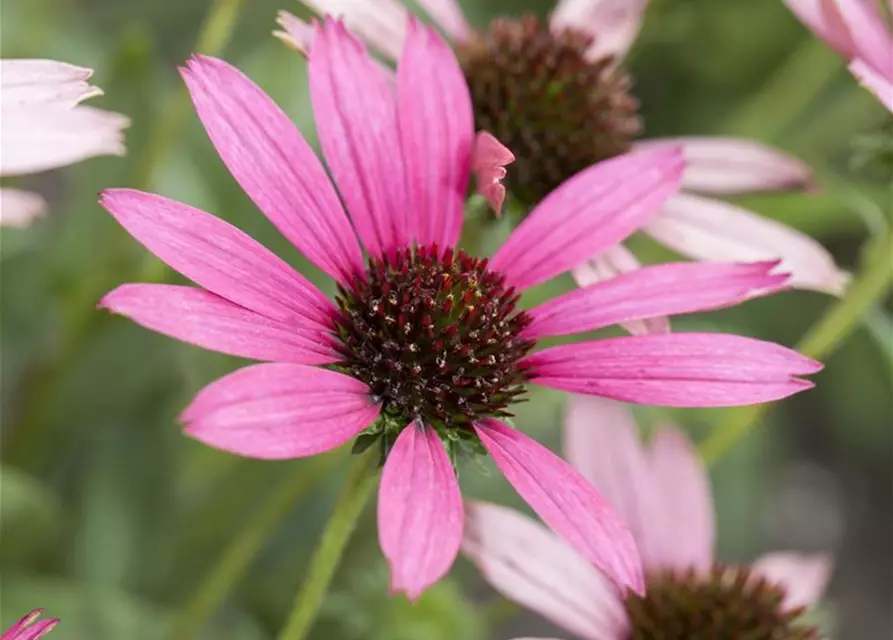 Echinacea purpurea