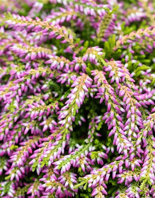 Besenheide hängend 'Champs', im 14 cm Topf