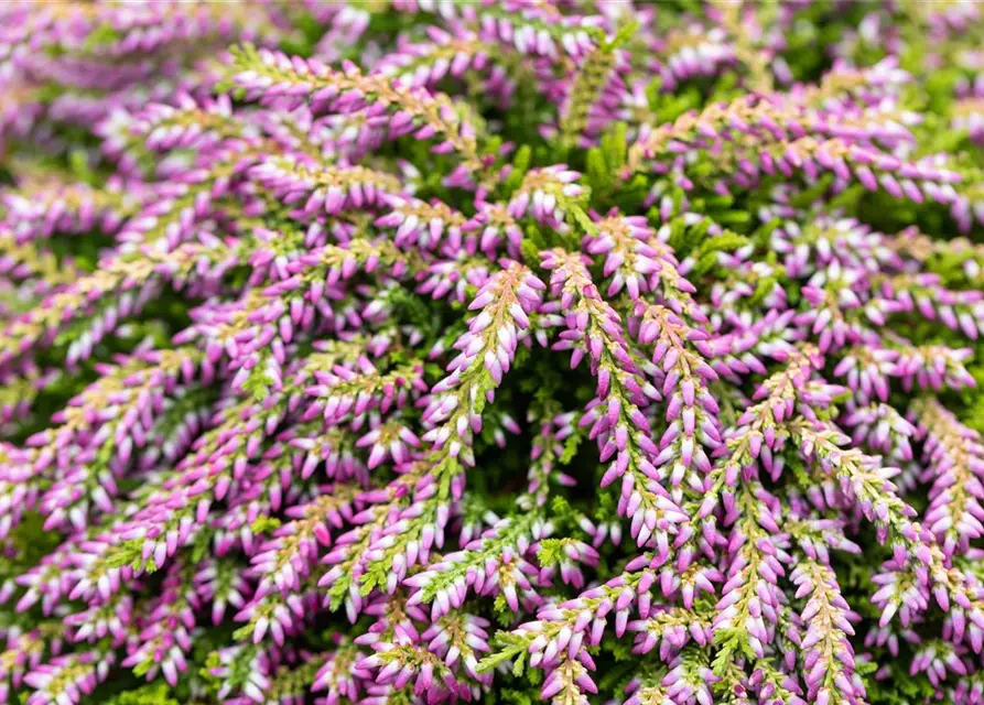 Besenheide hängend 'Champs', im 14 cm Topf