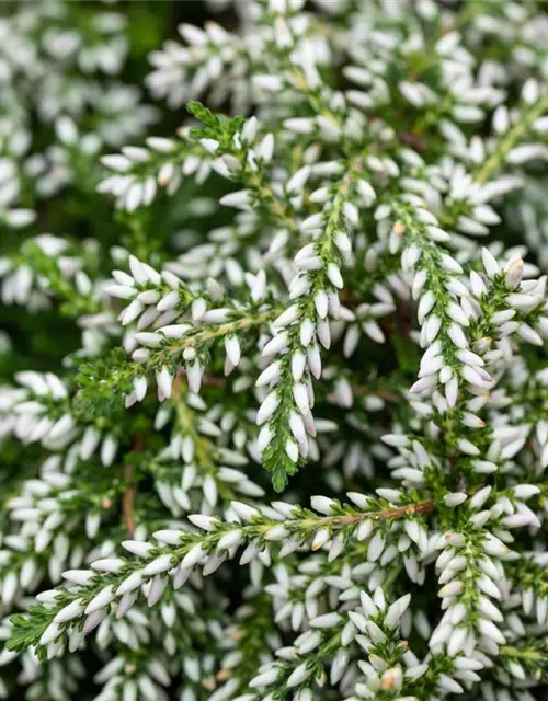 Besenheide hängend 'Champs', im 14 cm Topf