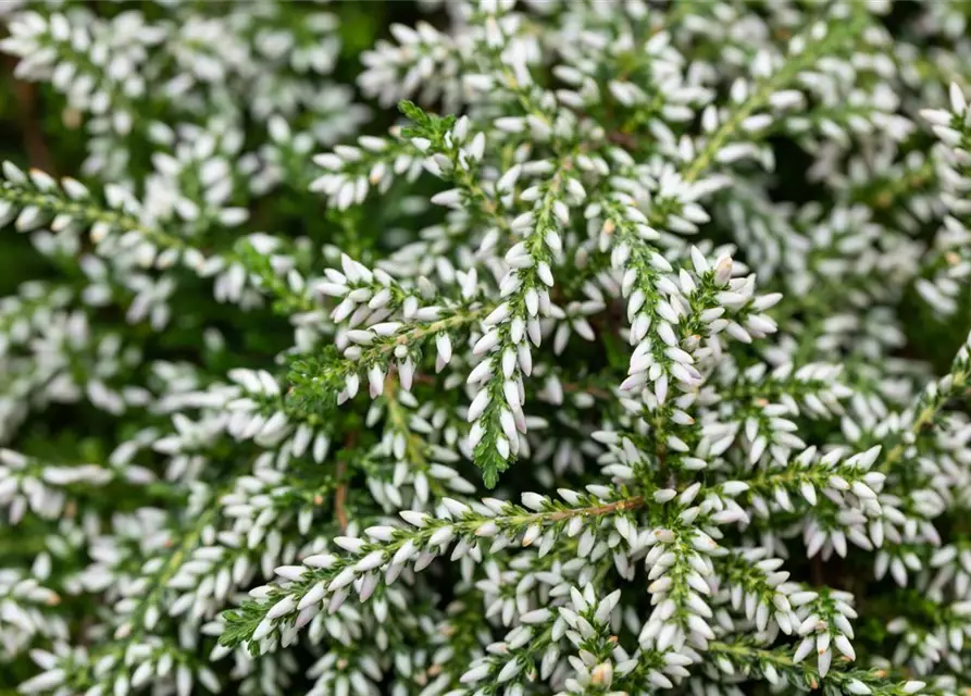 Besenheide hängend 'Champs', im 14 cm Topf