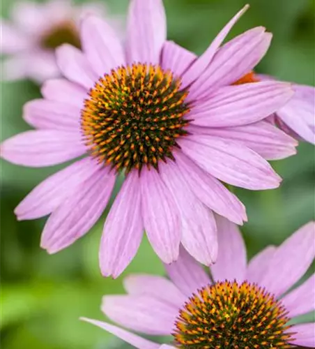 Echinacea purpurea 'PowWow'®