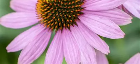 Echinacea purpurea 'PowWow'®