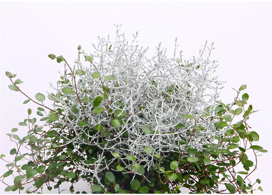 Stacheldrahtplanze mit Mühlenbeckia