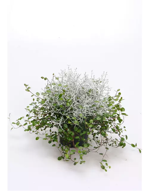 Stacheldrahtplanze mit Mühlenbeckia