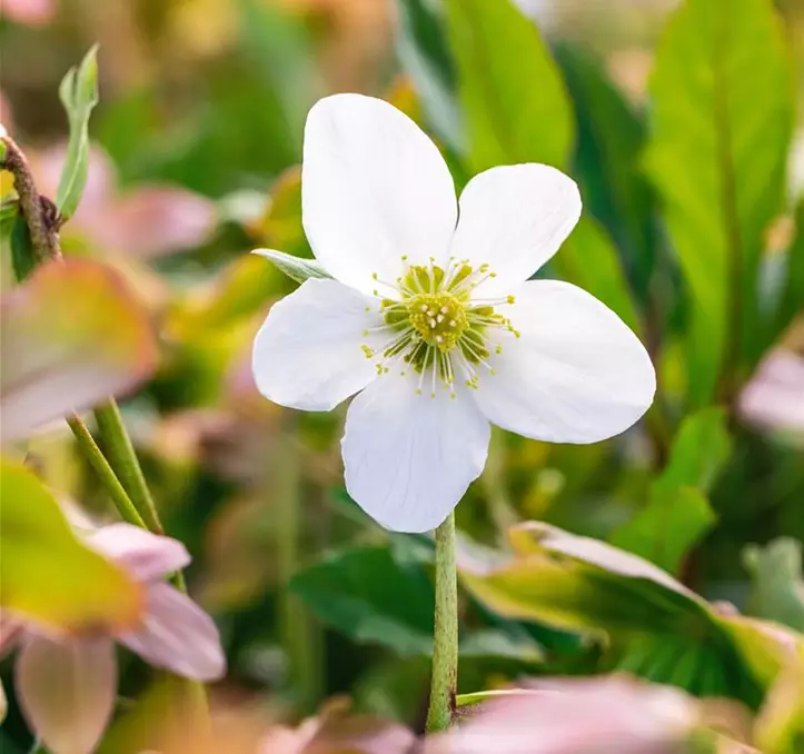 Helleborus niger 'Praecox'