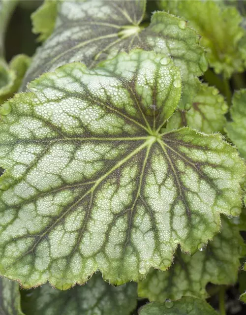 Purpurglöckchen 'Emerald Queen'