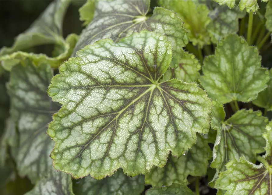 Purpurglöckchen 'Emerald Queen'