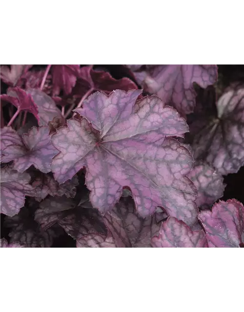 Purpurglöckchen 'Blackberry Jam'