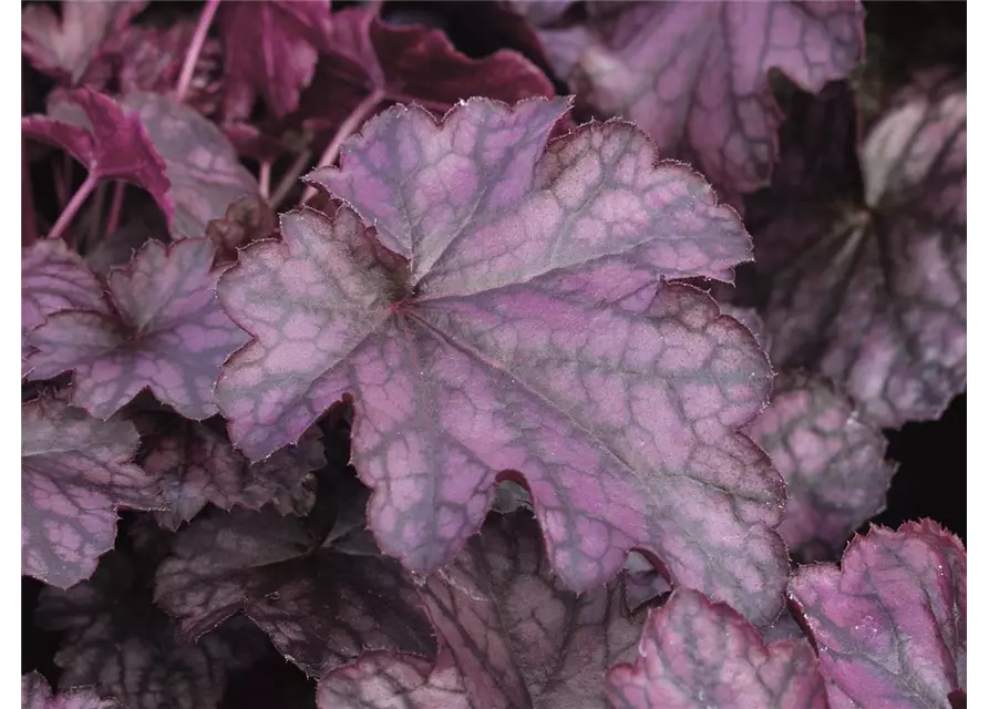 Purpurglöckchen 'Blackberry Jam'