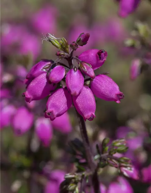 Graue Heide