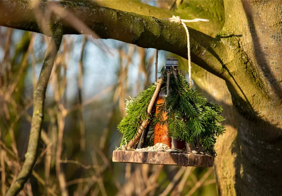 Ein Vogelhaus aus dem Tannenbaum bauen