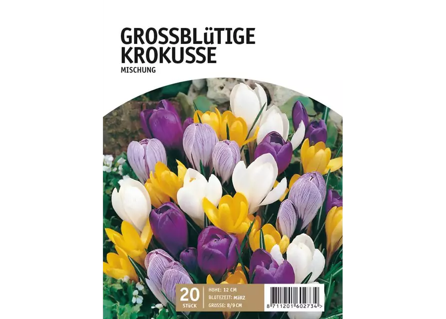 Grossblütige Krokus-Mischung