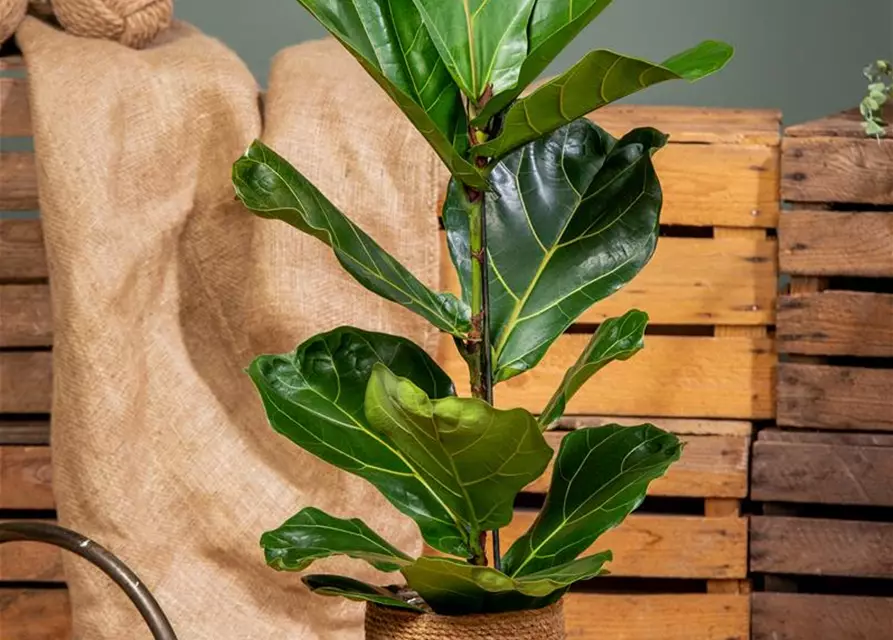 Ficus lyrata