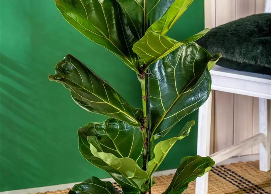 Ficus lyrata