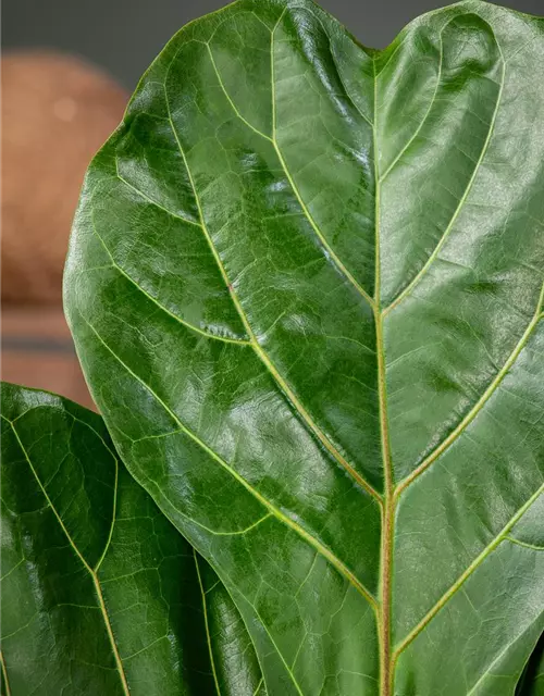 Ficus lyrata