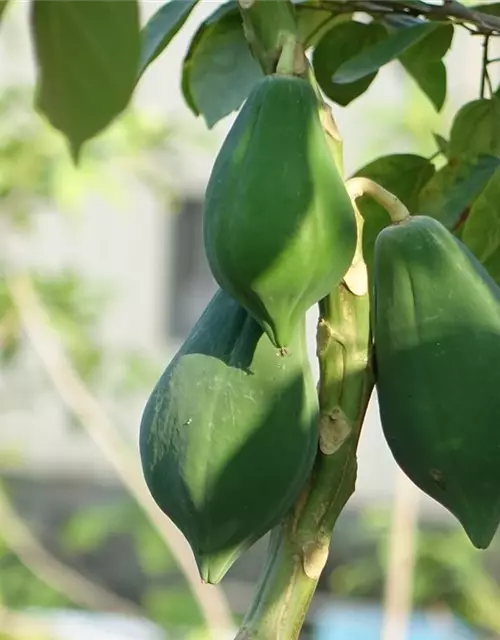 Große Papaya, 25 cm Topf