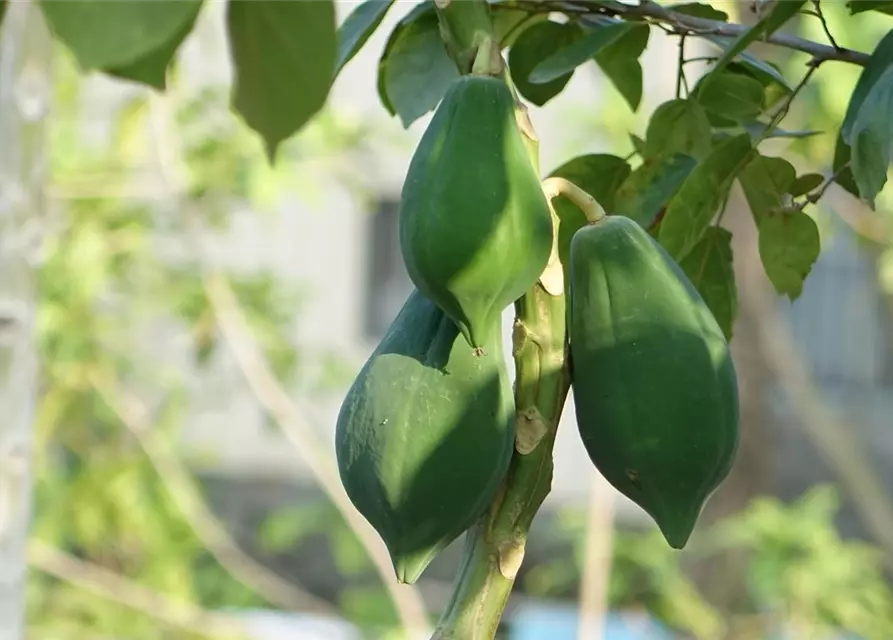 Große Papaya, 25 cm Topf