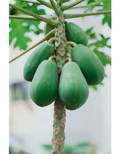 Große Papaya, 25 cm Topf