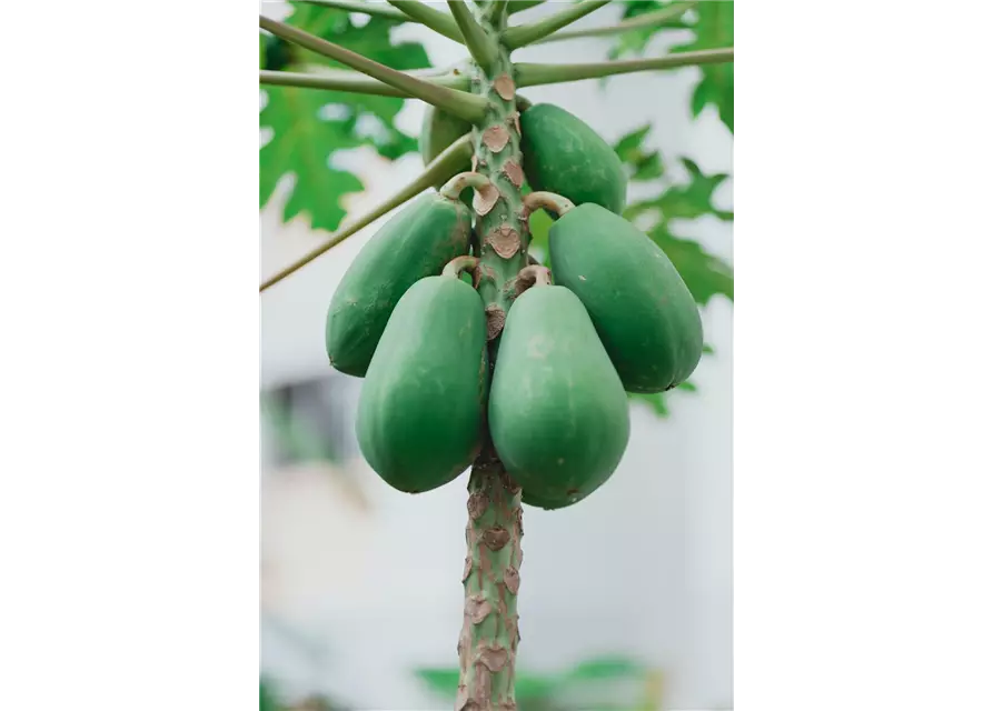 Große Papaya, 25 cm Topf