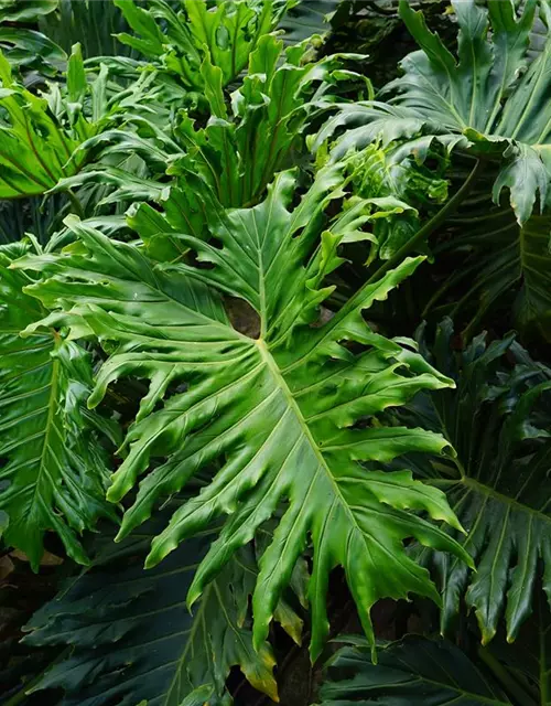 Philodendron Baumfreund 'Selloum'