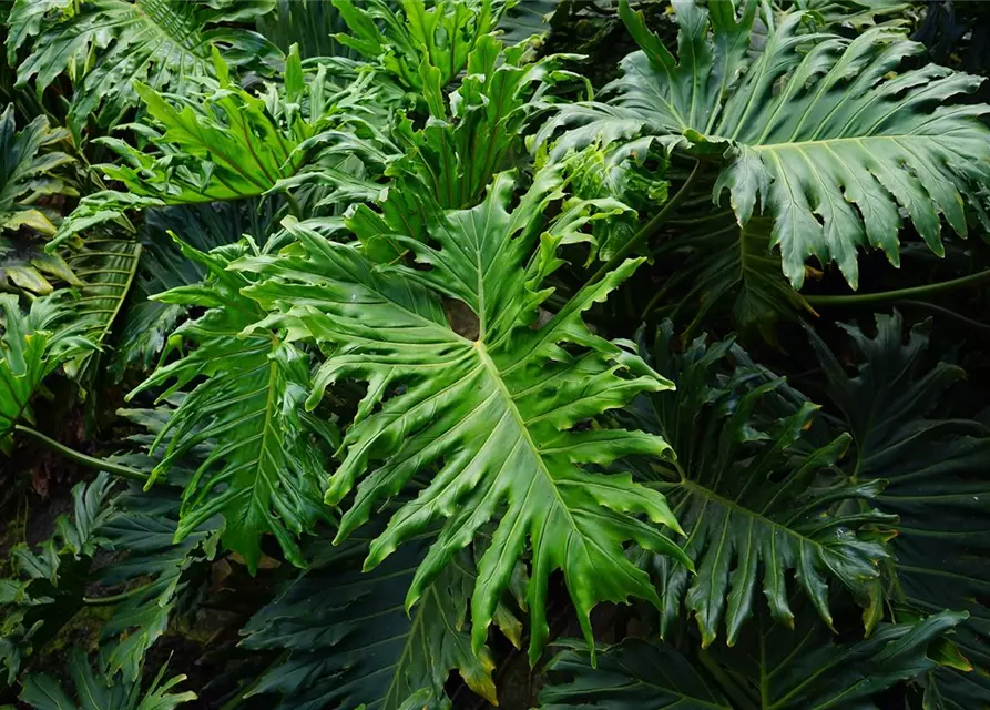 Philodendron Baumfreund 'Selloum'