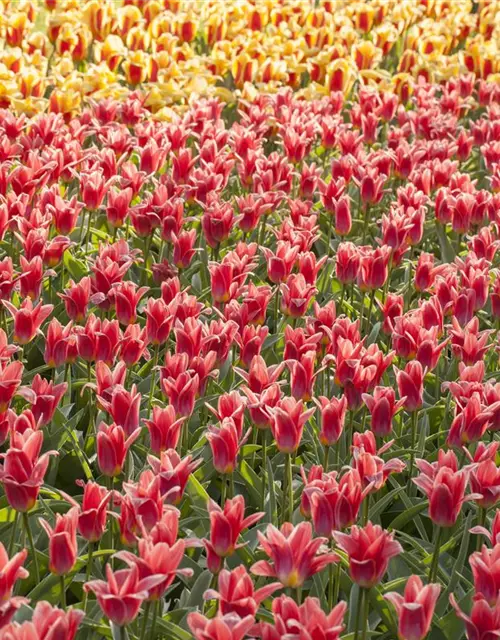 Tulpen Lilienblütig Mischung