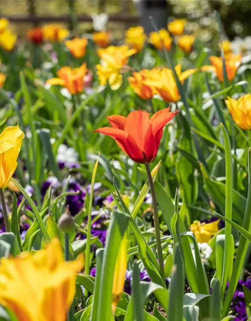 Tulpen Lilienblütig Mischung