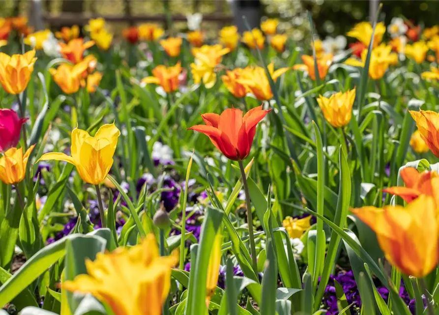 Tulpen Lilienblütig Mischung