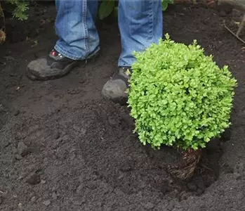 Buchsbaum - Einpflanzen im Garten