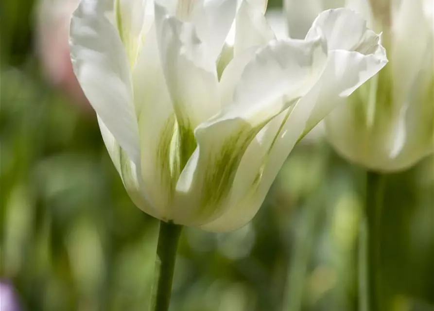 Tulpe Spring Green