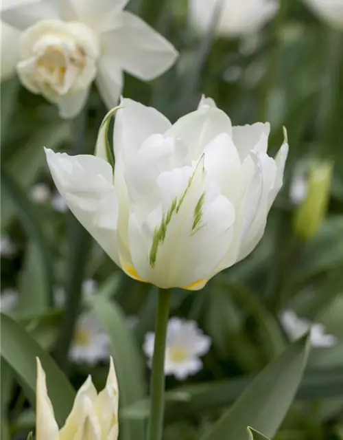 Tulpe Spring Green