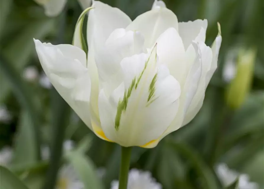 Tulpe Spring Green