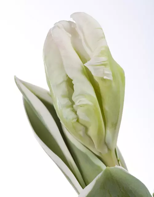 Papageien Tulpe Super Parrot