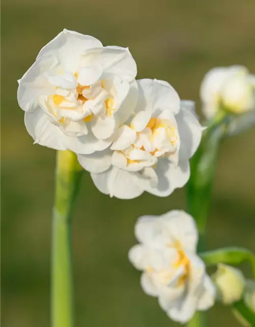 Narcissus 'Bridal Crown'