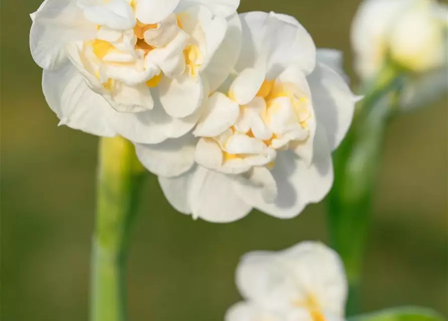 Narcissus 'Bridal Crown'