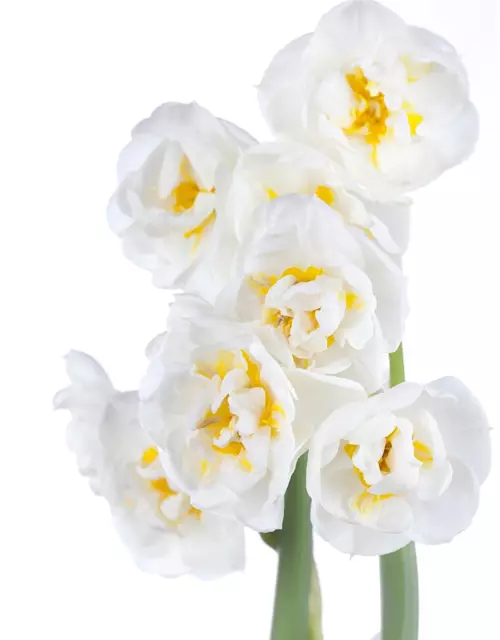 Narcissus 'Bridal Crown'