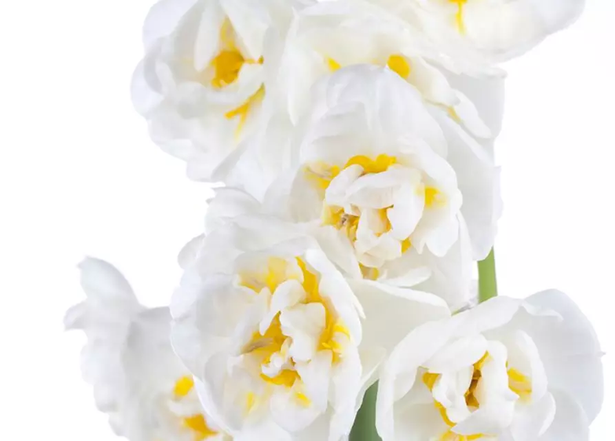 Narcissus 'Bridal Crown'