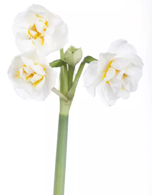 Narcissus 'Bridal Crown'