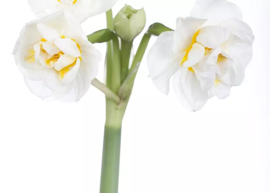 Narcissus 'Bridal Crown'