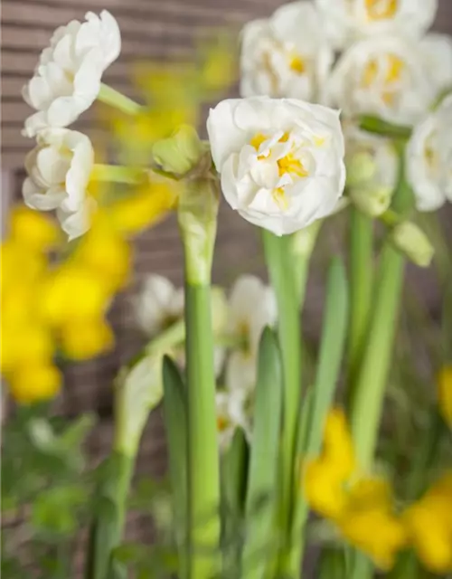 Narcissus 'Bridal Crown'