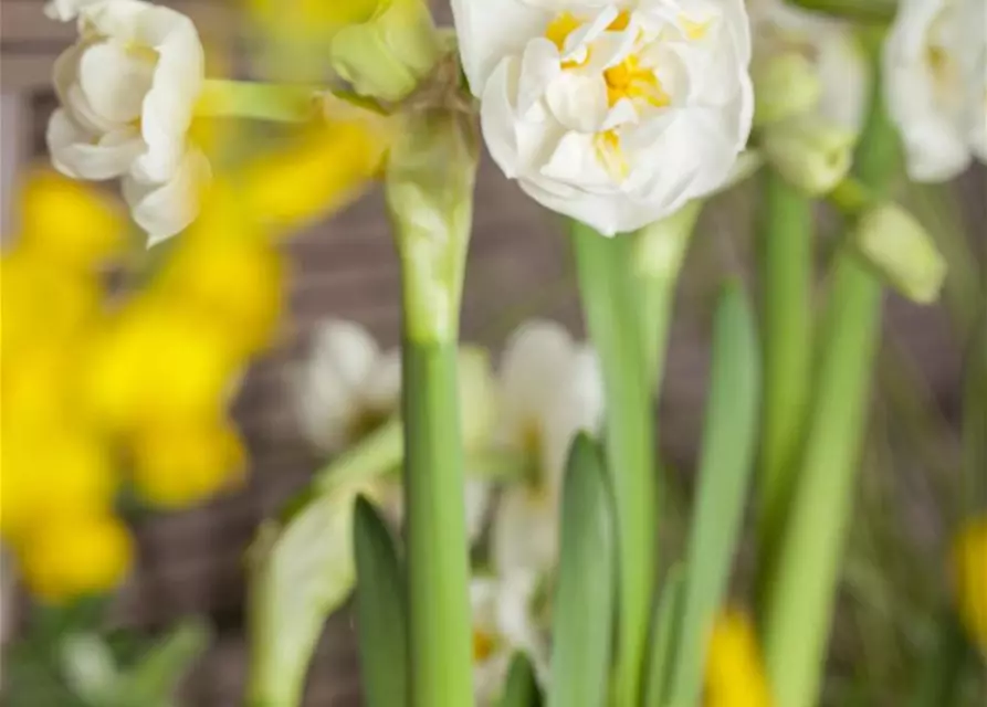 Narcissus 'Bridal Crown'